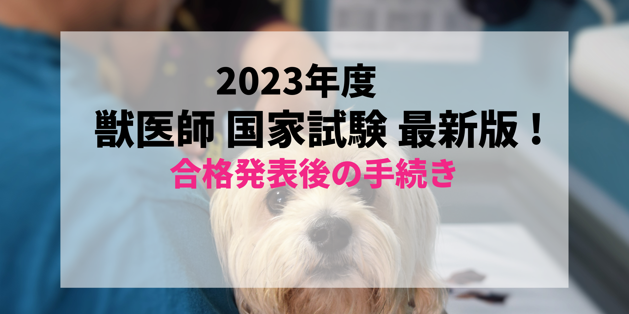 最新2023年度版(2024年実施)】すぐわかる！獣医師国家試験合格発表後の免許証受け取りまでの流れ【第75回】